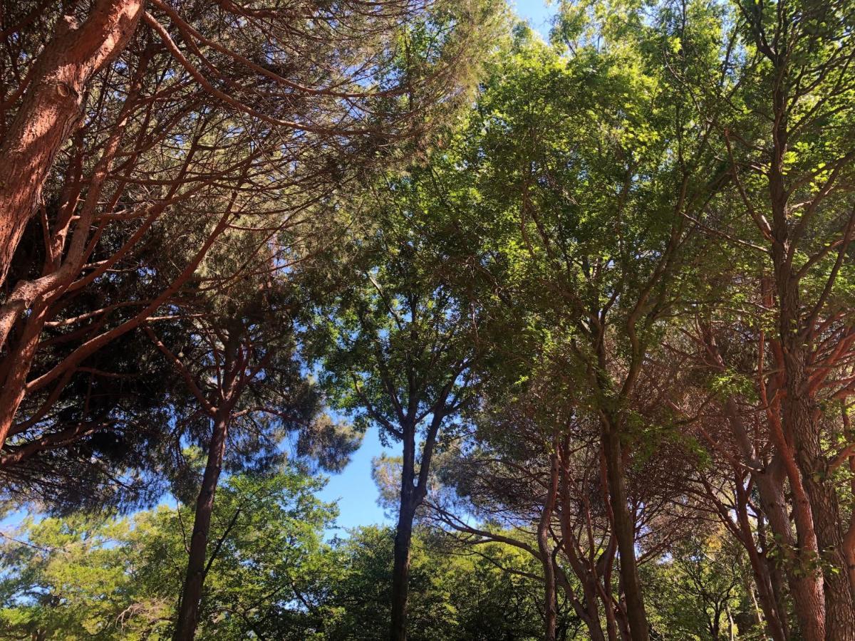 Camping Dolce Vita Calvi  Exterior foto